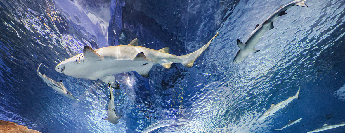 Deep Ocean