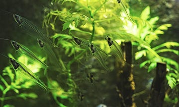 Glass Catfish