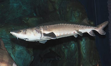 Chinese Sturgeon