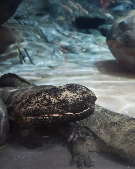 Chinese Giant Salamander