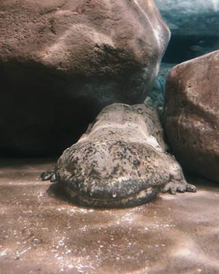 Chinese Giant Salamander