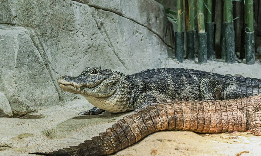 Yangtze Alligator