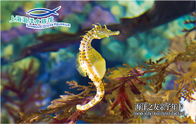 1 Adult + 1 Child Annual Membership