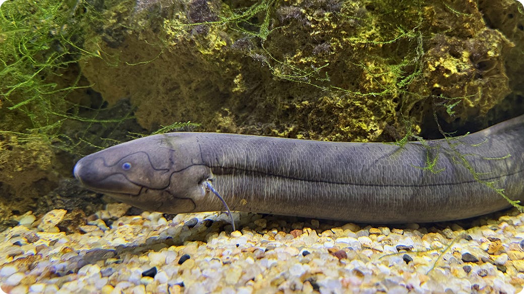 South American Lungfish
