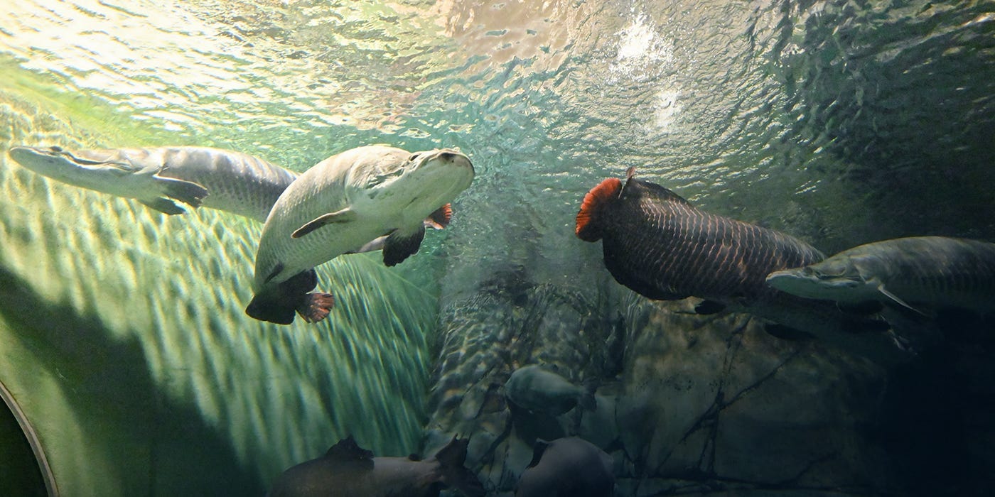 Arapaima