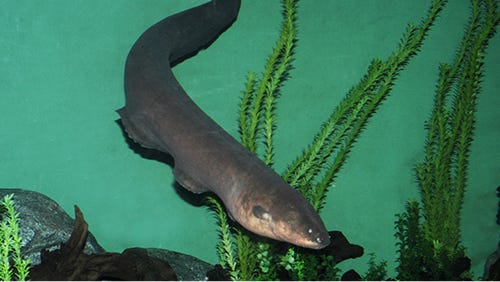 Electric Eel