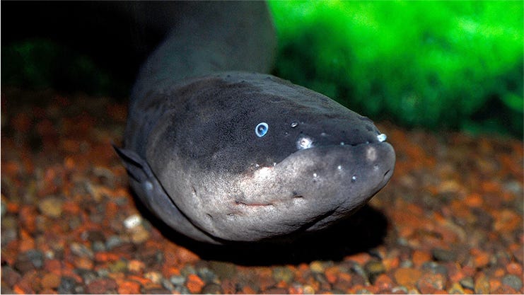 Electric Eel