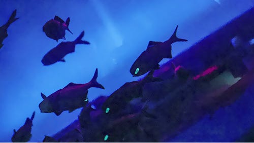 Flashlight Fish