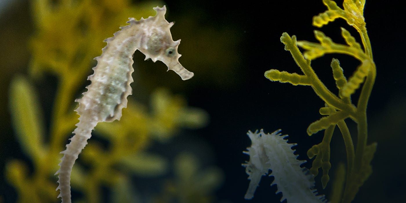 Pot-bellied Seahorse