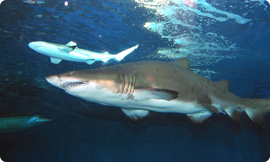 Sand Tiger Shark