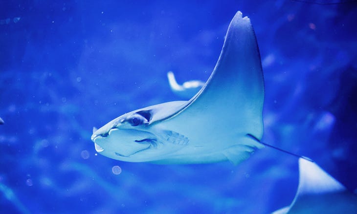 Cownose Ray