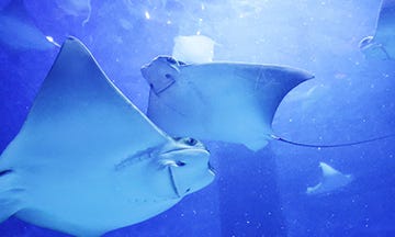 Cownose Ray