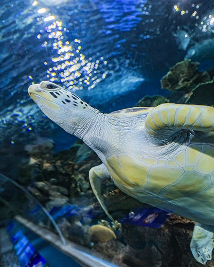 Green Sea Turtle