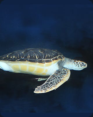 Green Sea Turtle