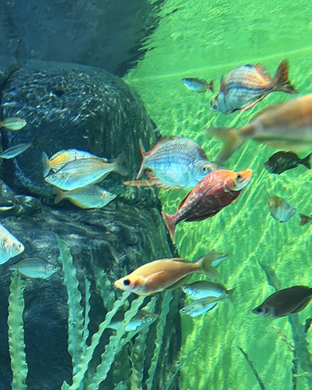 Rainbowfish