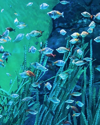 Rainbowfish