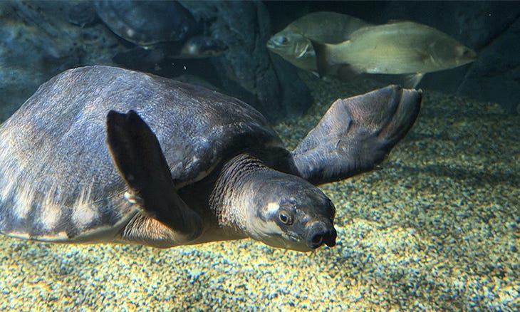 Pig-nosed Turtle