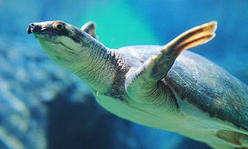 Pig-nosed Turtle