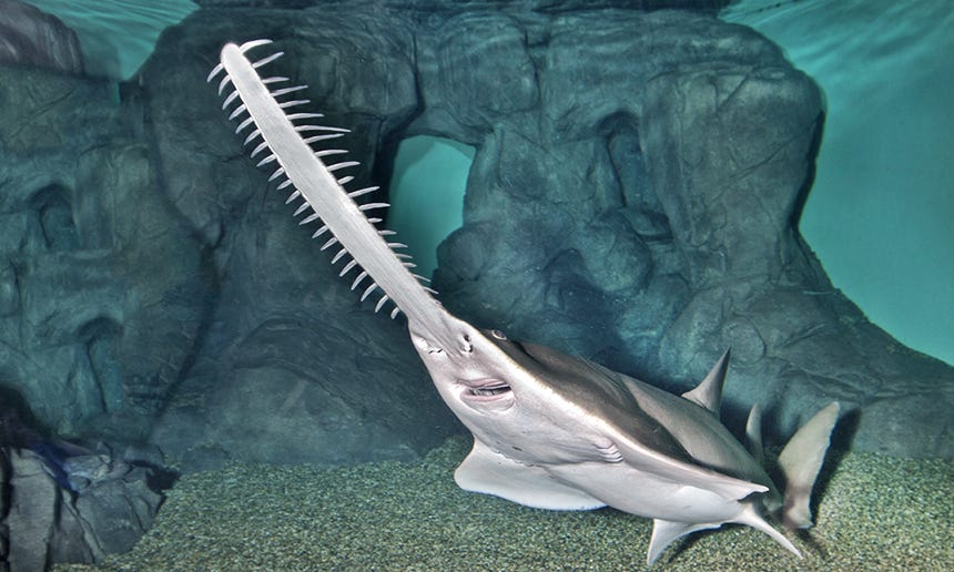 Largetooth Sawfish
