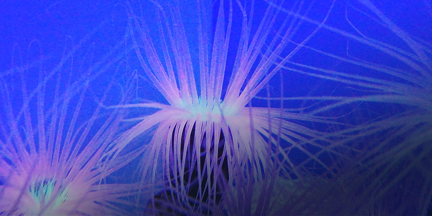 Sea Anemone