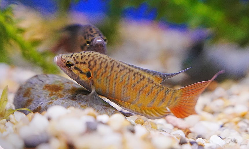 Paradise Fish