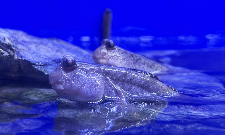 Mudskipper