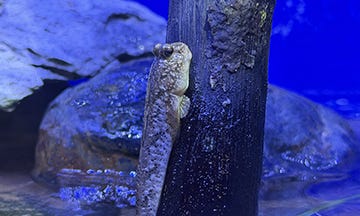 Mudskipper