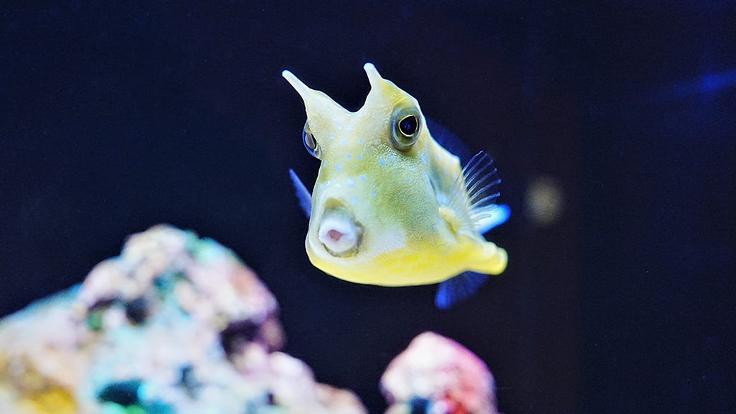 Longhorn Cowfish (Boxfish)