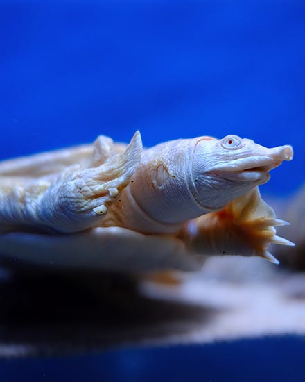 Chinese Softshell Turtle