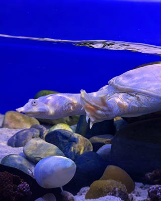 Chinese Softshell Turtle
