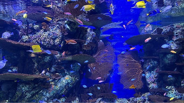 Bursting with Life — Coral Reefs