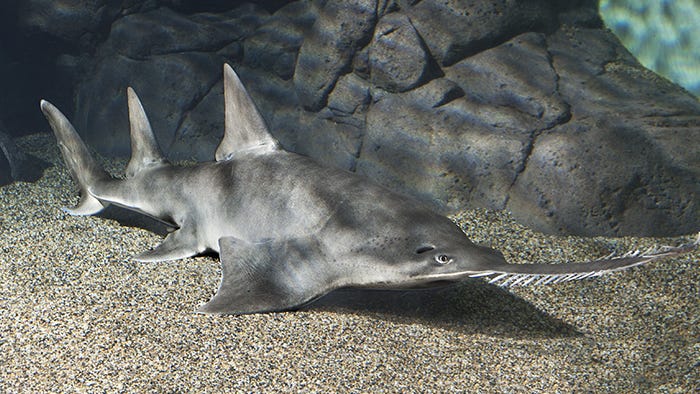 Common sawfish