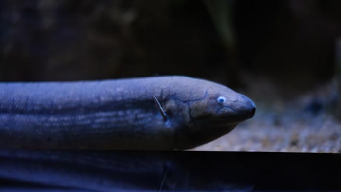 Marbled lungfish