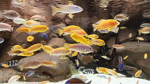 African Cichlids
