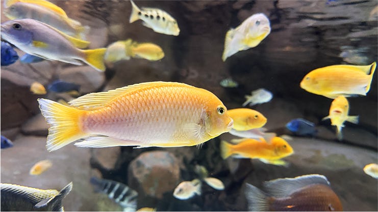 African Cichlids