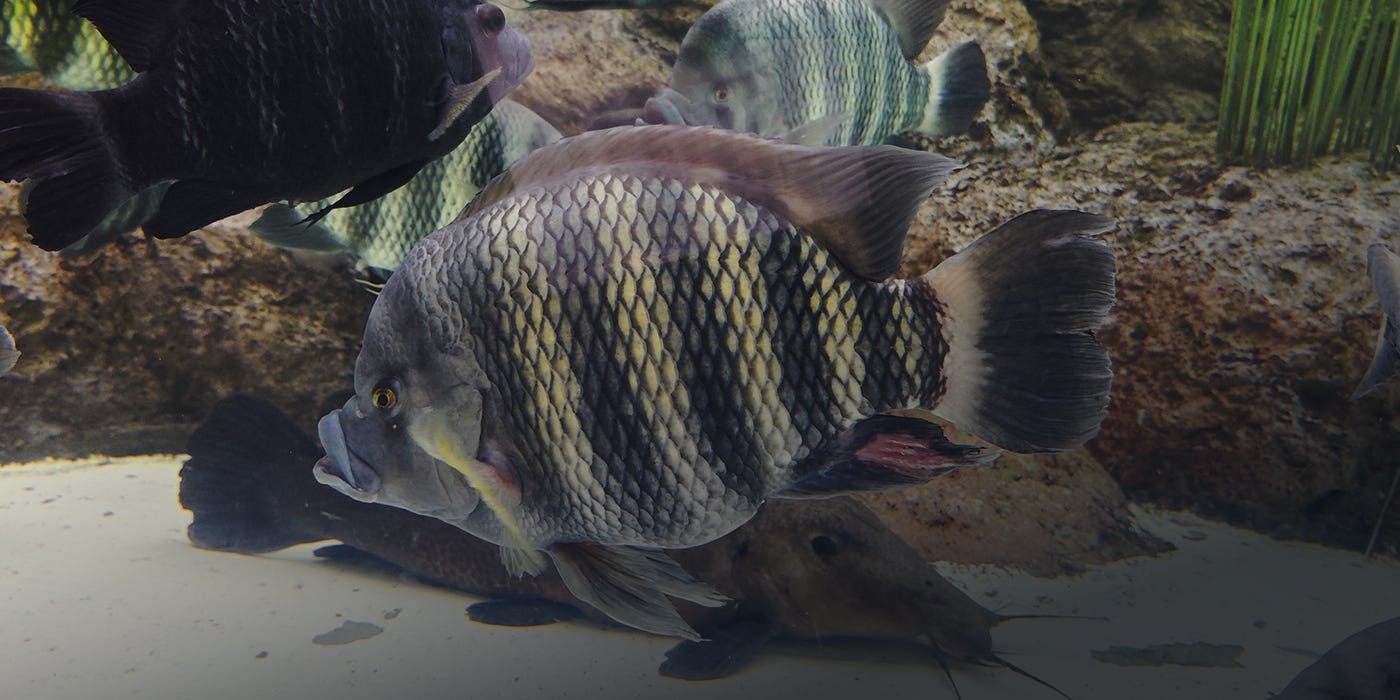 Zebra Tilapia