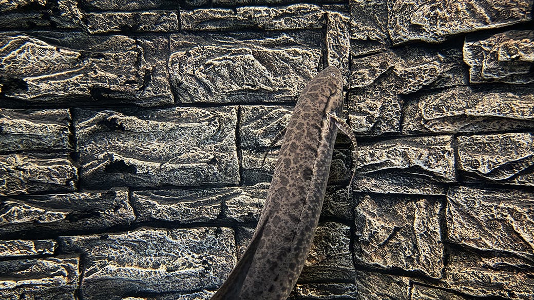 African Lungfish
